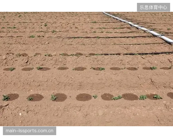 结合地下滴灌（SDI）技术，HDPE管网能实现高达95%的输水效率，在特定区域可减少80%的灌溉用水量